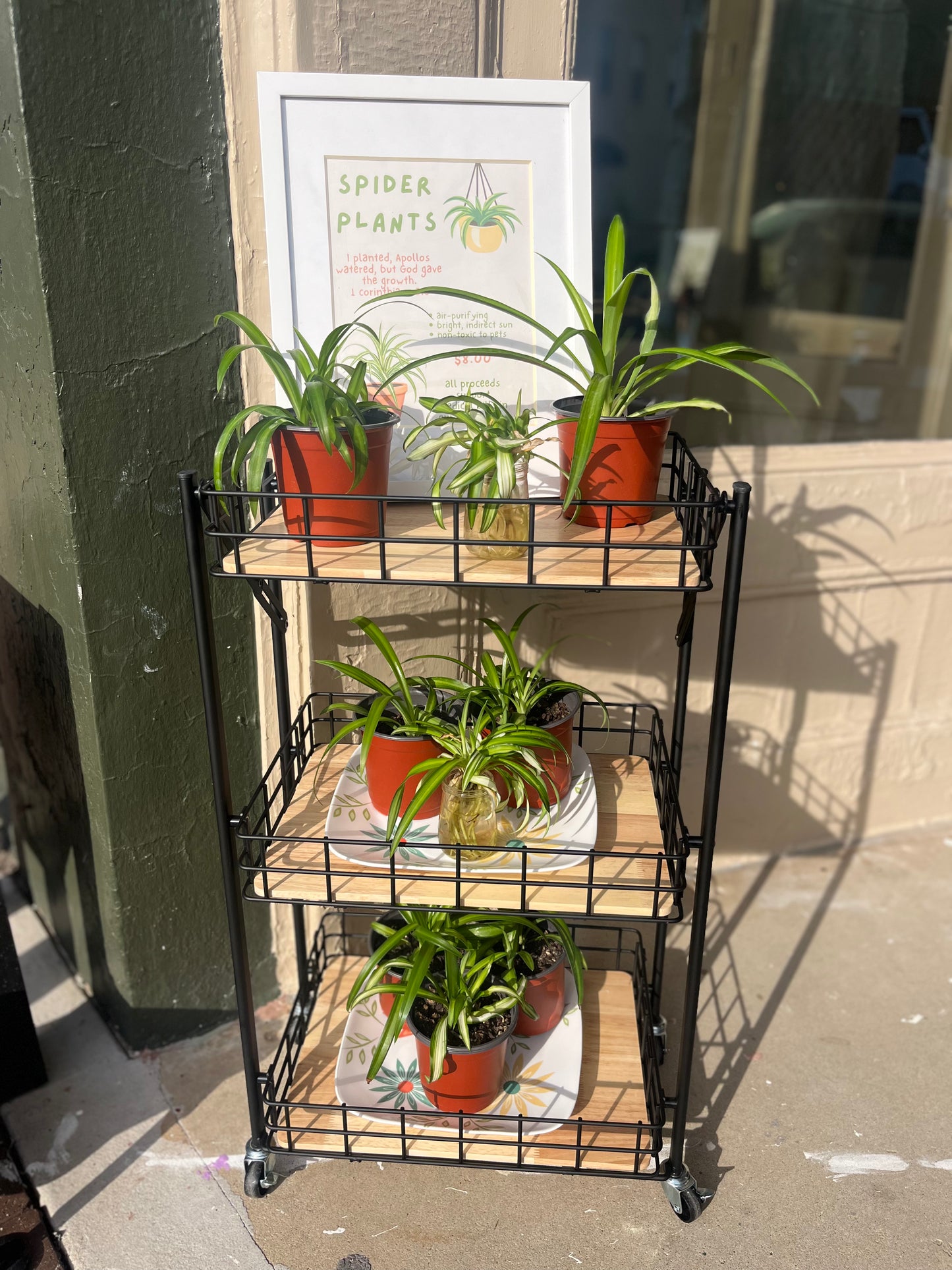 Spider Plant