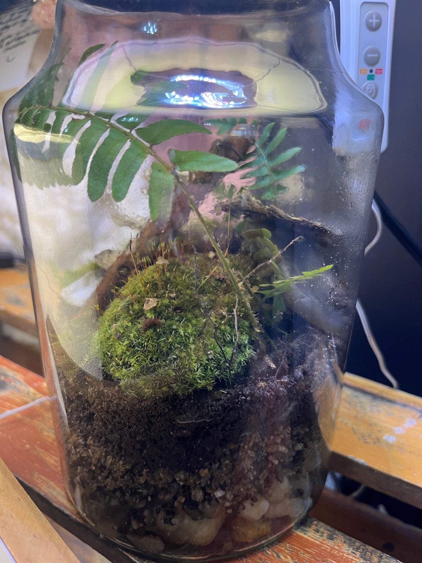 Terrarium Lamp