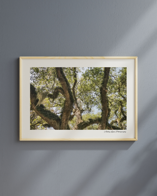 Savannah Oak Print